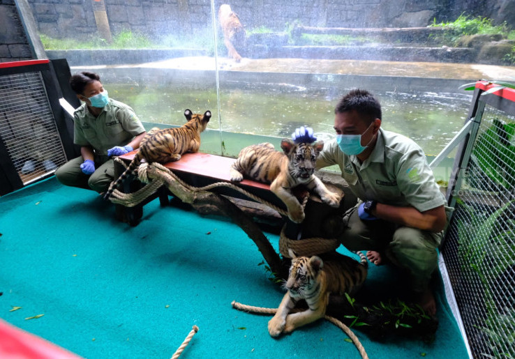 Harimau di Solo Safari Lahirkan 3 Anak, Diberi Nama Bantolo, Tirto, dan Maruto