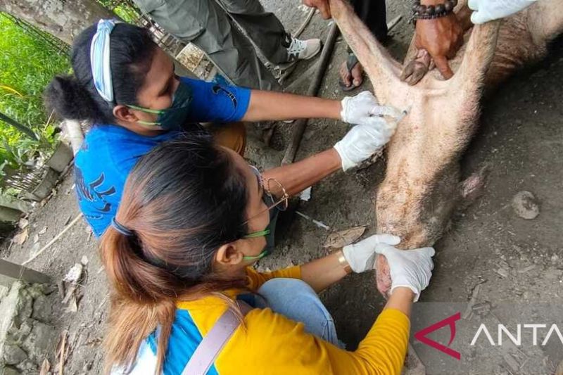 Ratusan Babi Mati, Papua Tetapkan Status Darurat Wabah ASF