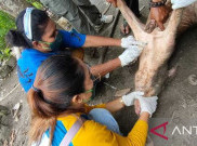 Ratusan Babi Mati, Papua Tetapkan Status Darurat Wabah ASF