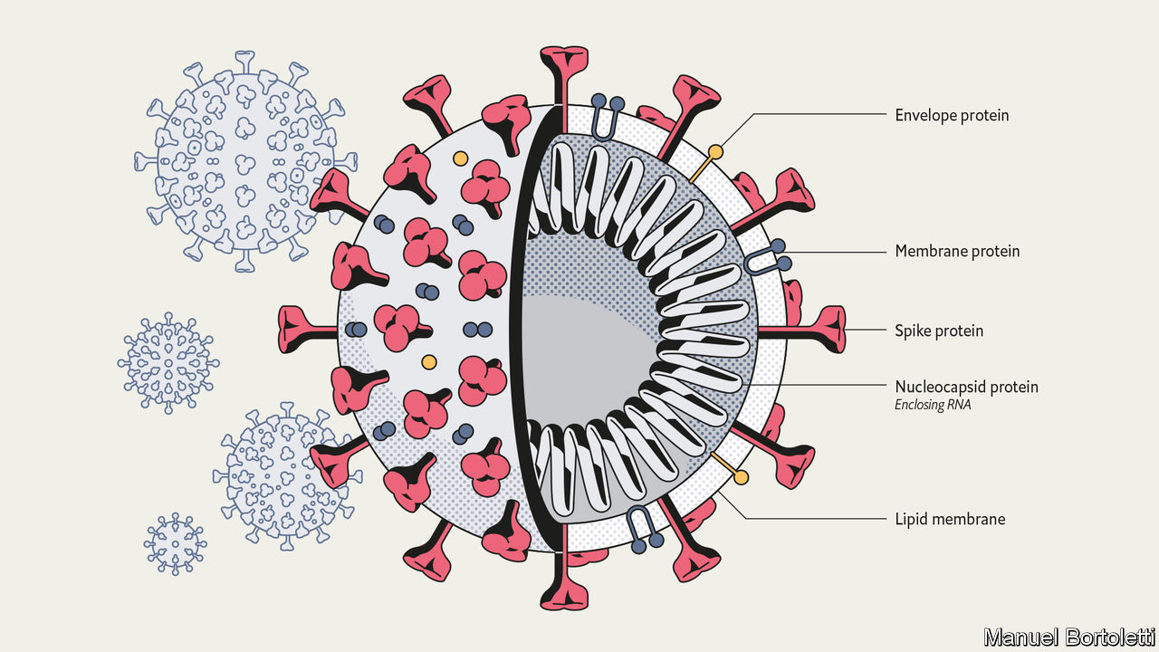 Protein Spike yang memungkingkan virus Corona menyerang tubuh manusia. (Foto The Economist) 