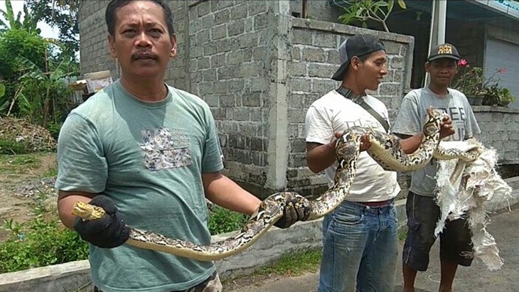 Ular piton yang ditangkap oleh warga. (FOTO IST)