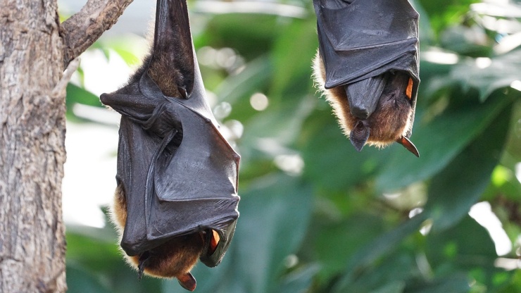 Chinese Horshoes Bats, Kelelawar yang Diduga Penyebab Menyebarnya Virus Corona