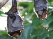 Chinese Horshoes Bats, Kelelawar yang Diduga Penyebab Menyebarnya Virus Corona