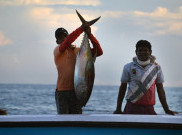 Indonesia Jadi Pemasok Terbesar Tuna di Dunia, Orang Kita hanya Kebagian Tongkol