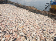 31 Ton Ikan Siap Panen Waduk Cengklik Mati, Kerugian Hampir Rp 1 Miliar