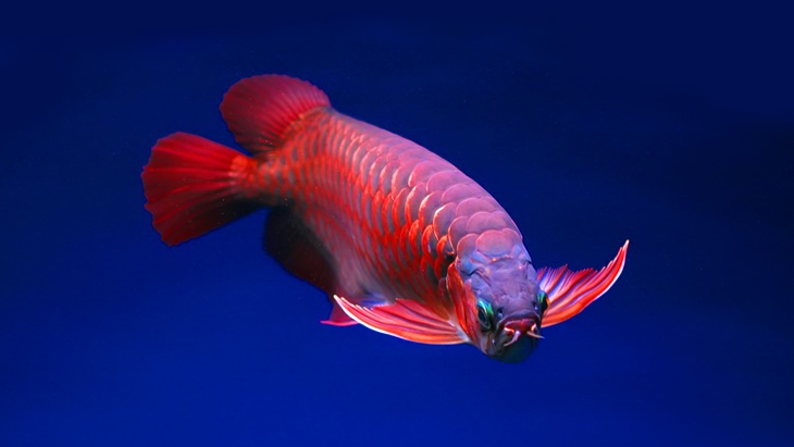 Cara Merawat Arwana Super Red, Ikon Ikan Hias Air Tawar Indonesia