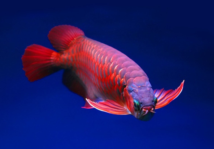 Cara Merawat Arwana Super Red, Ikon Ikan Hias Air Tawar Indonesia
