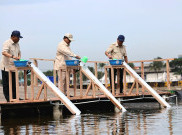 Prabowo Tinjau Tambak Budidaya Ikan Nila di Karawang