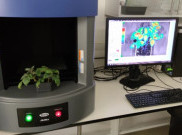 Tanaman Hasil Rekayasa Genetik Bisa Bersinar Saat Stres