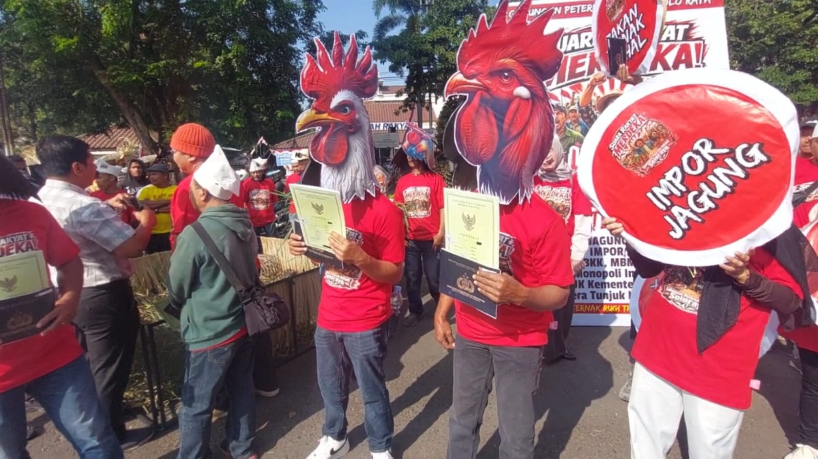 Peternak Ayam Soloraya Menjerit, Swasembada Jagung Tidak Bikin Harga Pakan Turun