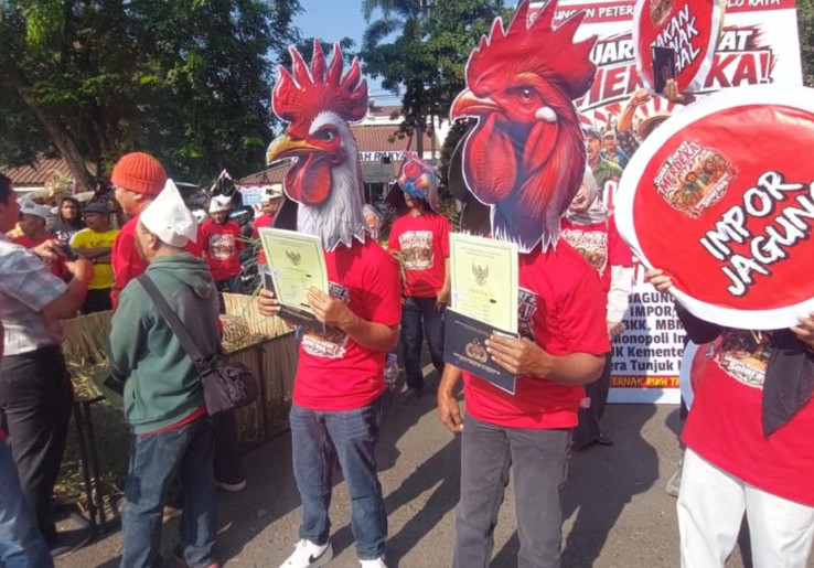 Peternak Ayam Soloraya Menjerit, Swasembada Jagung Tidak Bikin Harga Pakan Turun