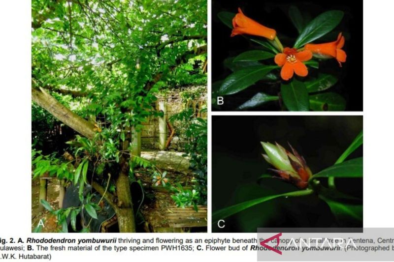 Spesies Baru Rhododendron Ditemukan di Sulteng, Namanya Diambil dari Tokoh Adat Suku Pamona