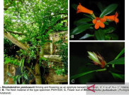 Spesies Baru Rhododendron Ditemukan di Sulteng, Namanya Diambil dari Tokoh Adat Suku Pamona