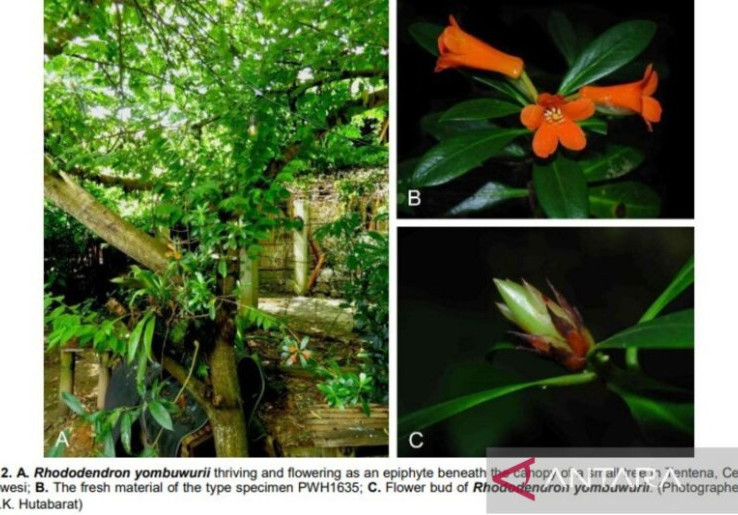 Spesies Baru Rhododendron Ditemukan di Sulteng, Namanya Diambil dari Tokoh Adat Suku Pamona