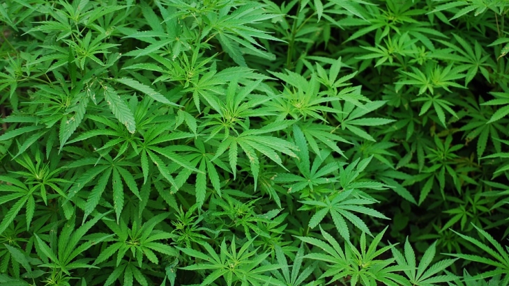 Ganja Kembali Jadi Komoditas Binaan Tanaman Obat Kementan