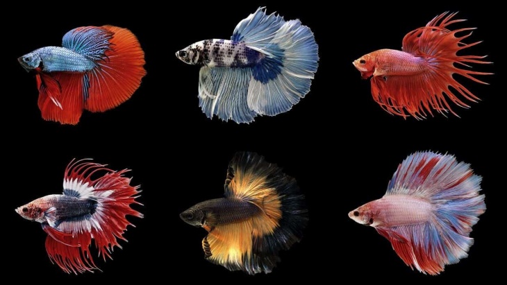 Pemain Pemula, ini nih Kisi-Kisi Perawatan Ikan Cupang