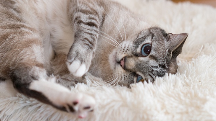 2 Kucing di New York Positif COVID-19