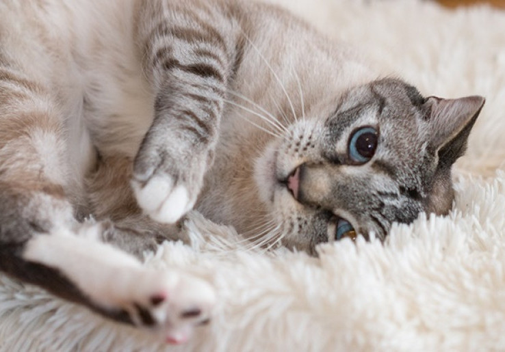2 Kucing di New York Positif COVID-19