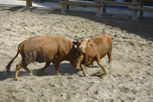 Korea Selatan kembali Gelar Adu Banteng, Aktivis Hewan Langsung Bereaksi Lempar Kecaman