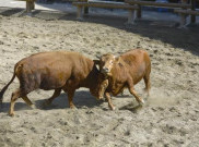 Korea Selatan kembali Gelar Adu Banteng, Aktivis Hewan Langsung Bereaksi Lempar Kecaman
