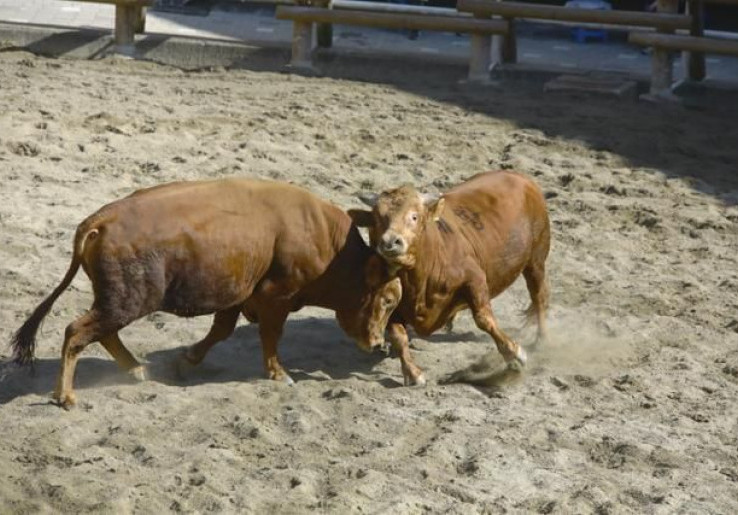 Korea Selatan kembali Gelar Adu Banteng, Aktivis Hewan Langsung Bereaksi Lempar Kecaman