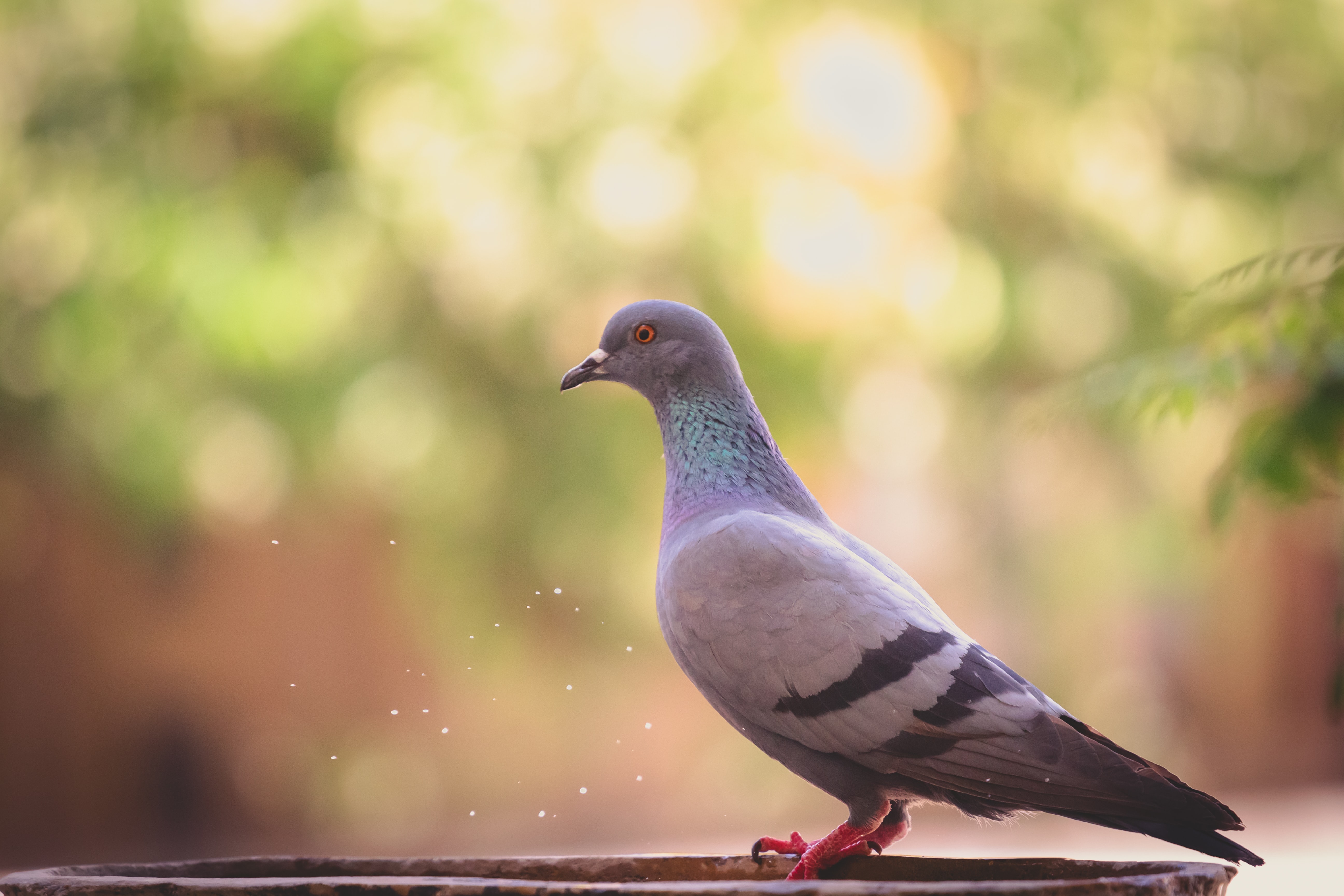 balap burung
