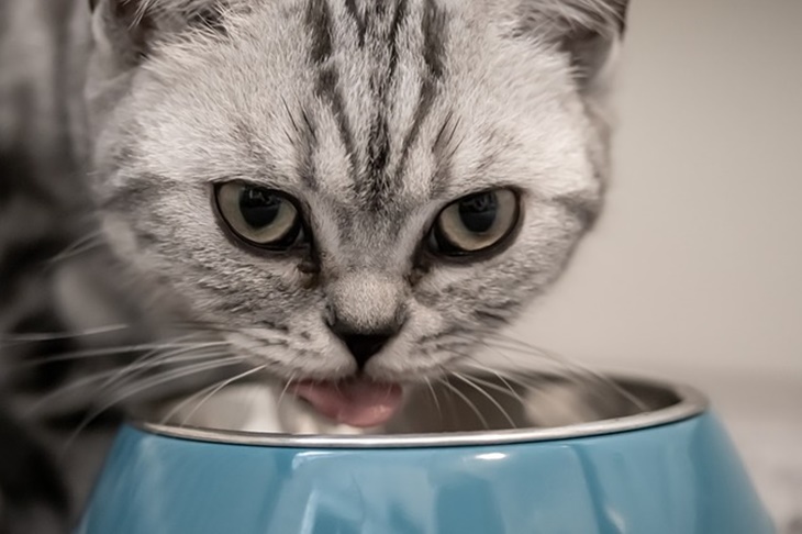 kucing