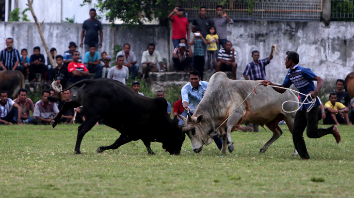 Usai Panen Raya, Lembu Jantan Aceh pun Diadu