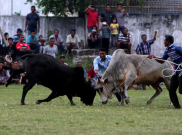 Usai Panen Raya, Lembu Jantan Aceh pun Diadu