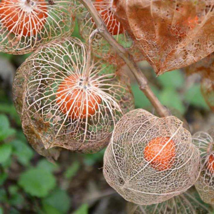 buah unik