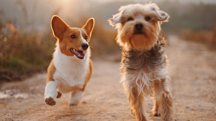 Anjing Berkembang Biak Lebih Baik saat Memiliki Teman