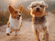 Anjing Berkembang Biak Lebih Baik saat Memiliki Teman