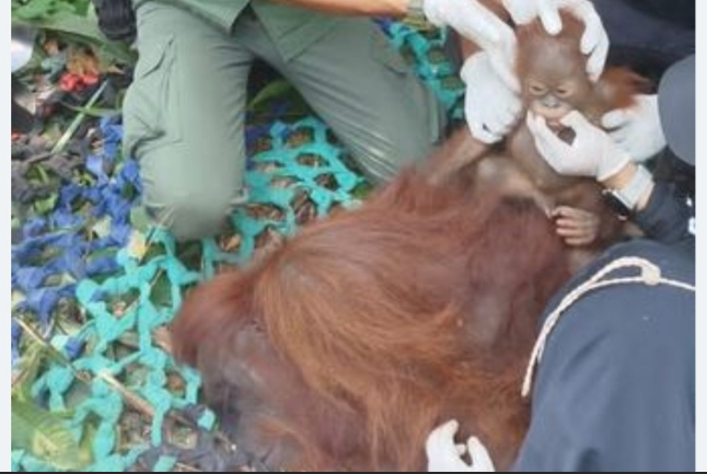 Puluhan Orang Utan di Evakuasi Dari Area Karhutla di Kalimantan Barat, Dirawat YIARI