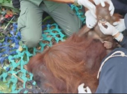 Puluhan Orang Utan di Evakuasi Dari Area Karhutla di Kalimantan Barat, Dirawat YIARI
