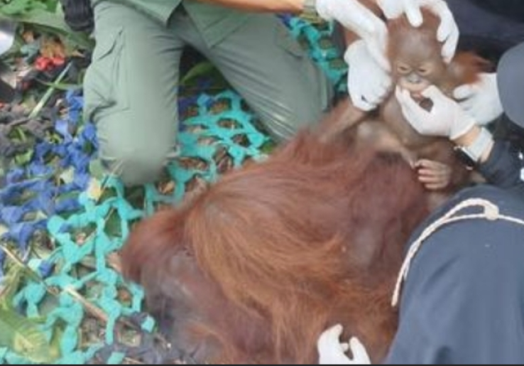 Kerugian Kebakaran Hutan di Raja Ampat Capai Rp 200,4 Miliar