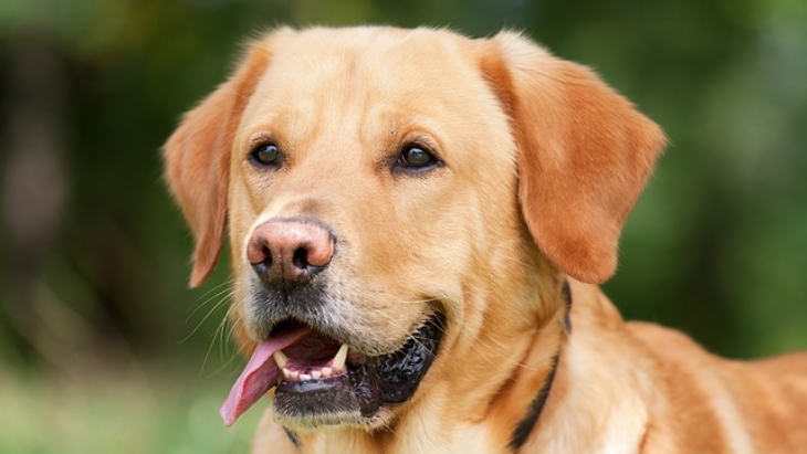 Chili Gunakan Anjing untuk Mendeteksi COVID-19