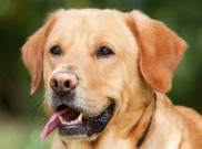 Chili Gunakan Anjing untuk Mendeteksi COVID-19