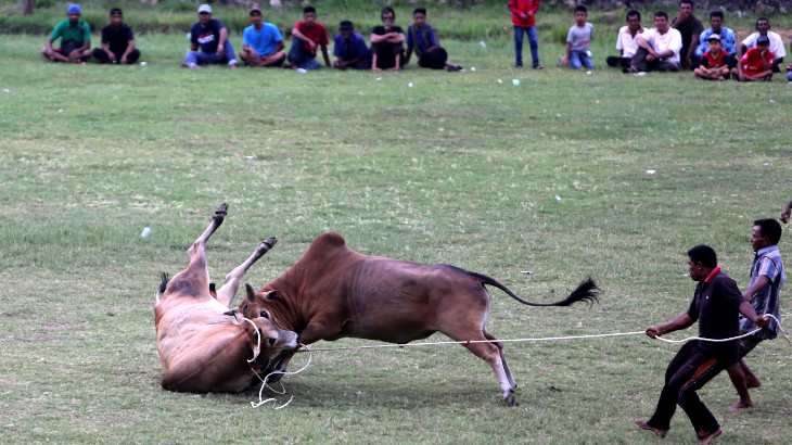 peupok leumo, adu lembu atau sapi Aceh
