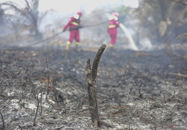 Hitungan Celios Dampak Kerugian Karhutla Capai Rp 123,1 Triliun, Izin Usaha Proyek PSN Perlu Dievaluasi