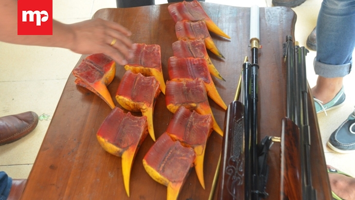 Rangkong Gading: Selangkah Lagi Punah