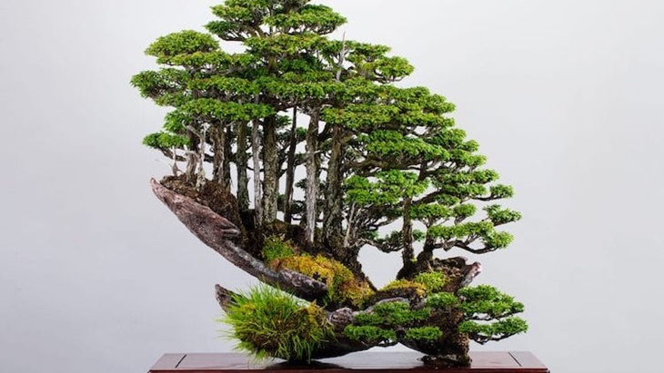 Uniknya 'Hutan Bonsai' Ala Masahiko Kimura
