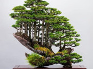 Uniknya 'Hutan Bonsai' Ala Masahiko Kimura
