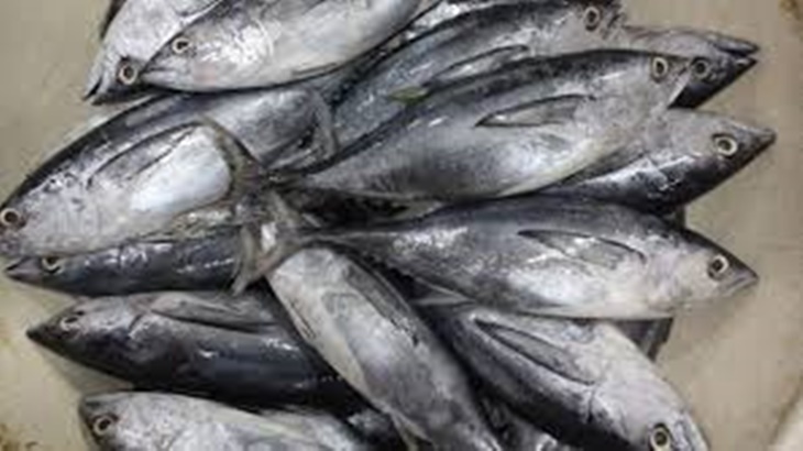 Ikan Cakalang Asal NTT akan Diekspor ke China 