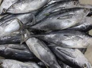 Ikan Cakalang Asal NTT akan Diekspor ke China 