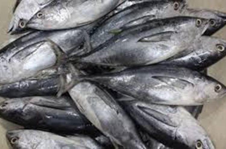 Ikan Cakalang Asal NTT akan Diekspor ke China 