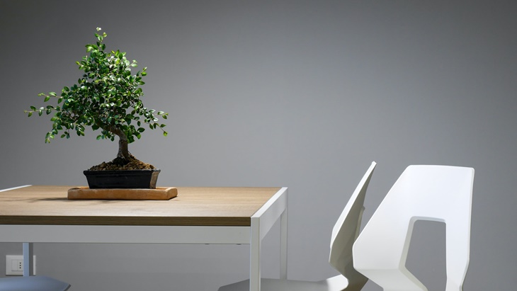 Bonsai Laku Puluhan Juta di Tengah Pandemi