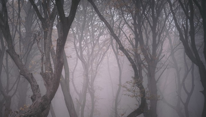 Hoia Baciu, hutan paling menyeramkan di Transylvania. (Foto: Independent)