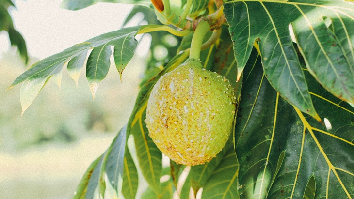 Buah Sukun Dapat Jadi Sumber Karbohidrat