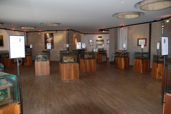 Museum Cagaliari mengoleksi arkeologi dan sampel sejarah alam (Foto: lanuvosardegna.it)