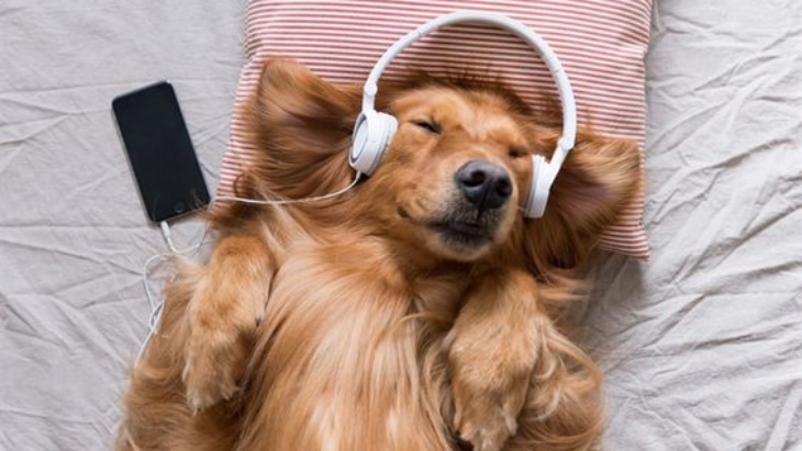 Pet Playlist, Daftar Lagu di Spotify Khusus untuk Hewan Peliharaan